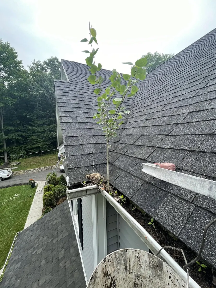 A multi-foot sapling growing out of a debris-clogged gutter on a Southbury, CT home — a sign the gutters badly need attention